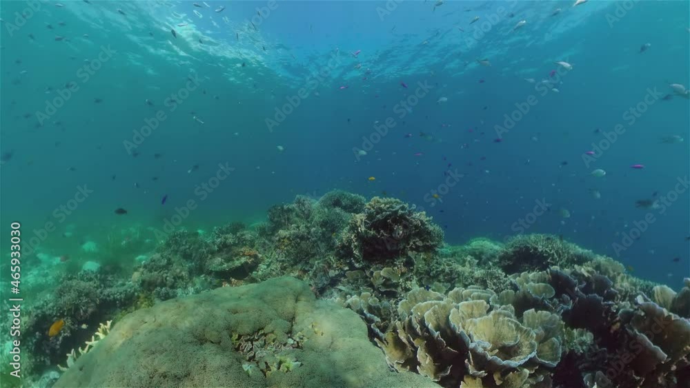 Tropical coral reef seascape with fishes, hard and soft corals. Philippines. Tropical coral reef seascape with fishes, hard and soft corals. Philippines.