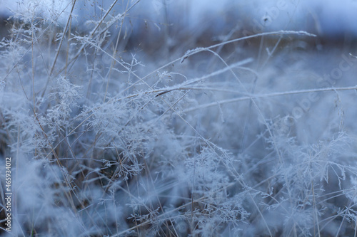 Grass covered in frost in the garden © Ida Wastensson