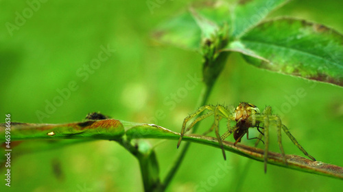 spider on a leaf 2 © Anton