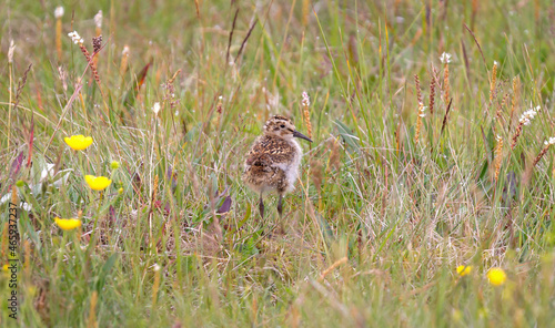 Dunlin chick (Calidris alpina) hiding in the grass photo