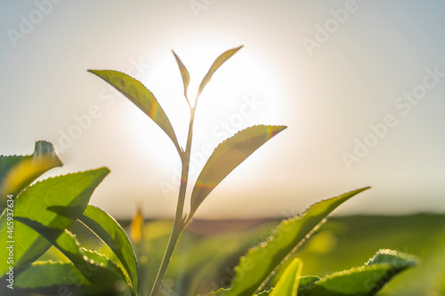 Young tea shoot in the field of tea plantations. Green tea leaves on the background of the setting sun