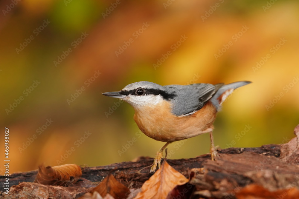 Naklejka premium Portrait of a eurasian nuthatch with autumn background. (Sitta europaea) . nuthatch in the nature habitat. Wildlife scene from forest.