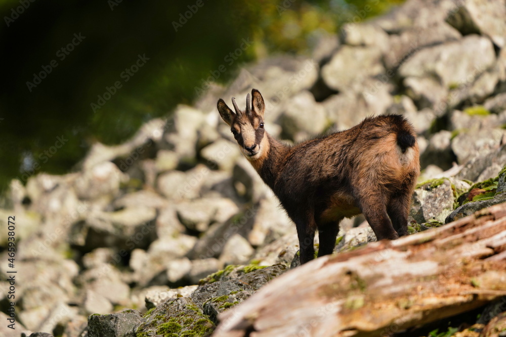 Fototapeta premium Chamois, Rupicapra rupicapra, in the stone hill. Studenec hill, Czech Republic. Animal from Alp.