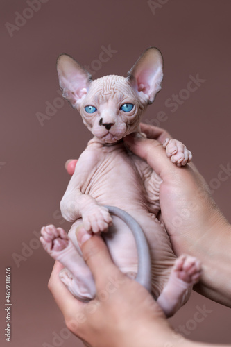 Veterinarian of cattery is holding kitten of Canadian Sphynx breed in hands. Kitten with blue eyes  chocolate mink and white color. Concept of breeding purebred domestic cats. Point of view shot