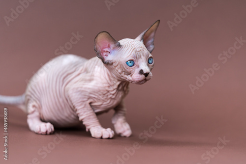 Portrait of Canadian Sphynx Cat of color chocolate mink and white with blue eyes on brown background. Beautiful male kitten is seven weeks old attentively looking away. Side view. Studio shot.