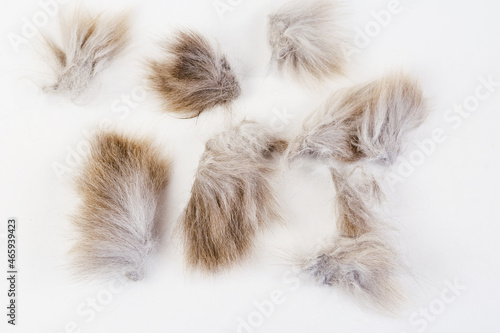 Tangled lumps of cat hair on a white background. Gray Matted hai