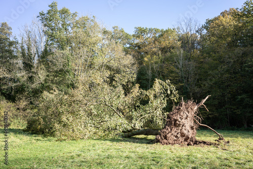 Stormy days, violent autumn storm completely uprooted tree on the edge of the forest.