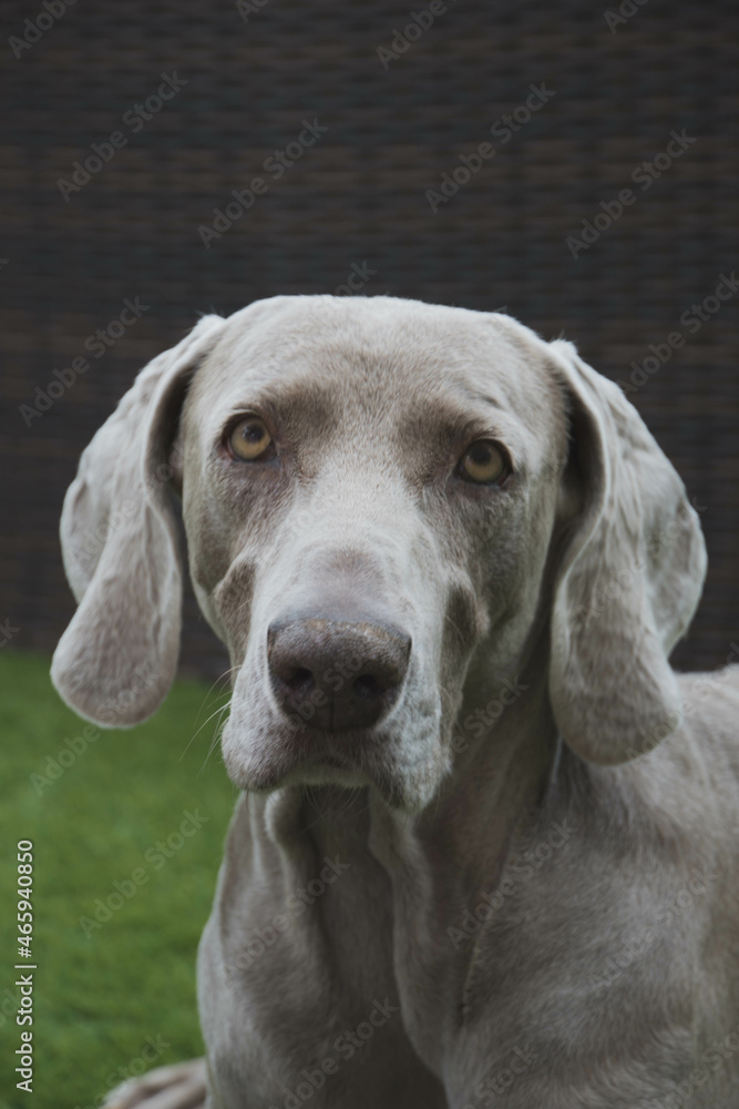 portrait of weimaraner in the garden