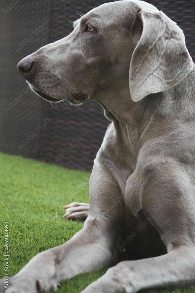 portrait of weimaraner in the garden portrait of weimaraner in the garden