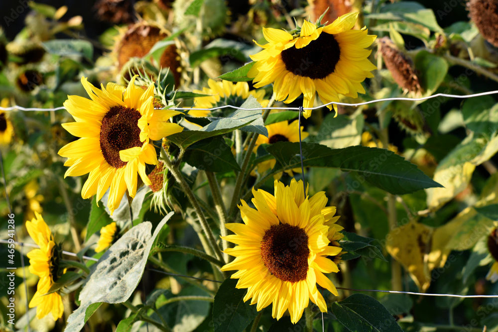 Fototapeta premium Blooming sunflower flowers with wire fence on a sunny day.