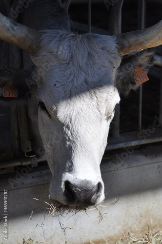 White cow with long sharp horns in the cage on the farm photo