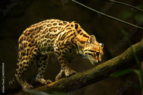 The American spotted cat (Leopardus pardalis) walking on the branche. Dark background. American spoted cat detail, portrait.