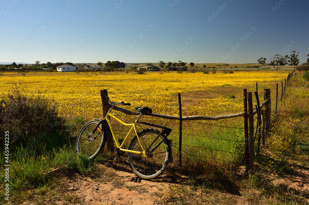 A yellow bicycle against a fence with a field of bright yellow flowers behind it