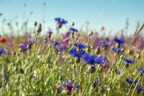 Wildflowers against the blue sky. Blue cornflowers, green grass. Day. Sunny. Russia.