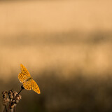Gelbschwarzer Schmetterling