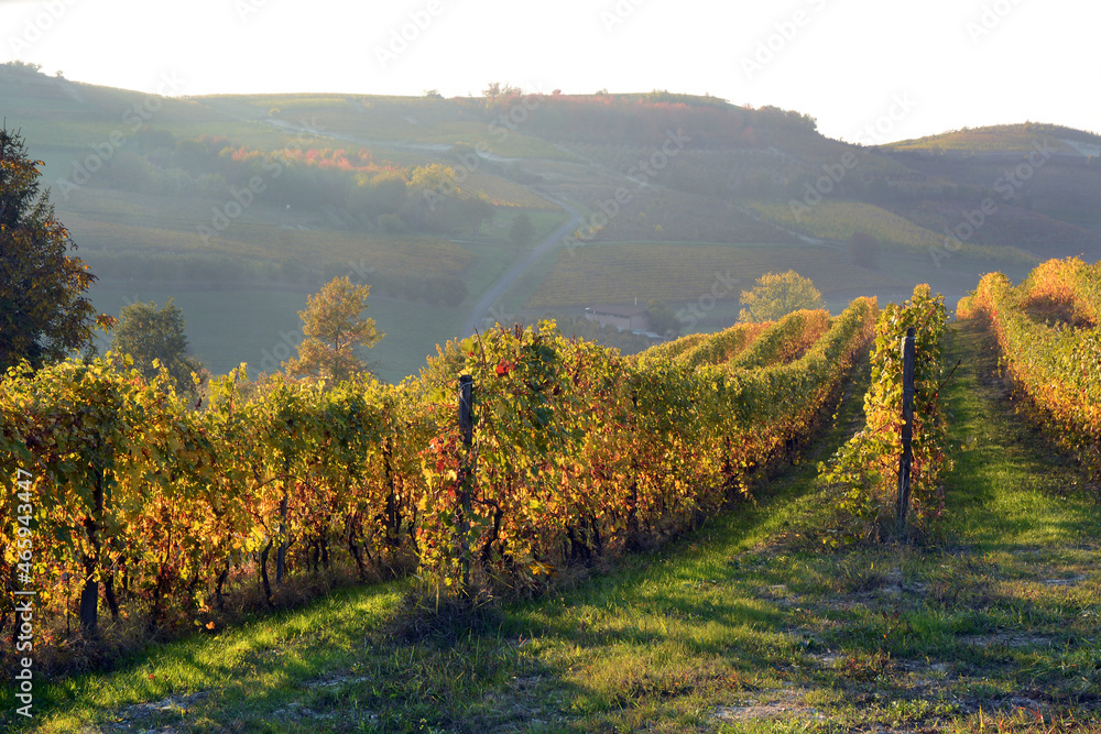 View on colorful vineyards of Langhe Roero Monferrato, UNESCO World Heritage in Piedmont, Italy. in autumn season.