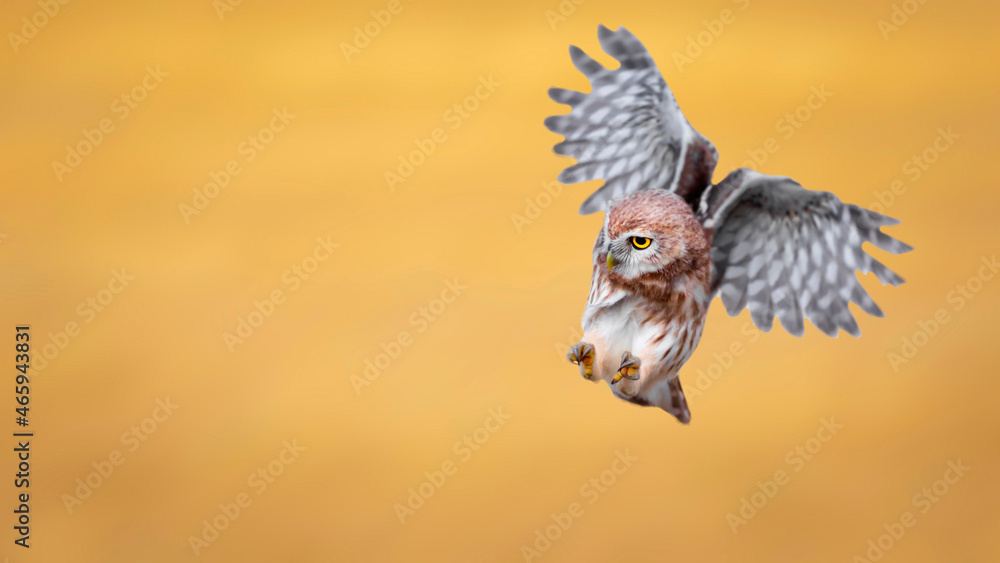 Fototapeta premium The little owl (Athene noctua) is flying. Nature background.