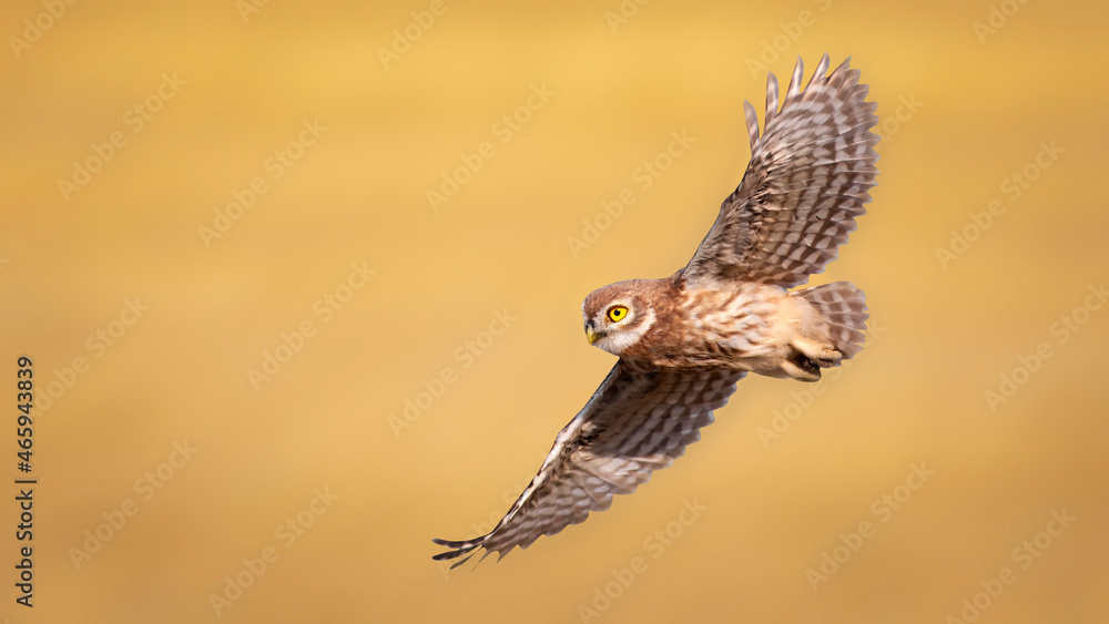 Fototapeta premium The little owl (Athene noctua) is flying. Nature background.