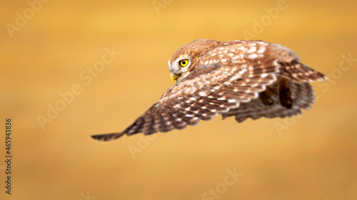 The little owl (Athene noctua) is flying. Nature background.