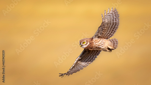 The little owl (Athene noctua) is flying. Nature background.