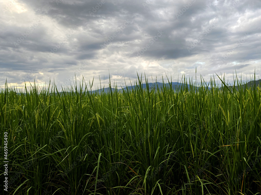 Green paddy in rice field with lighting of sunset. Real nature of countryside in the evening.