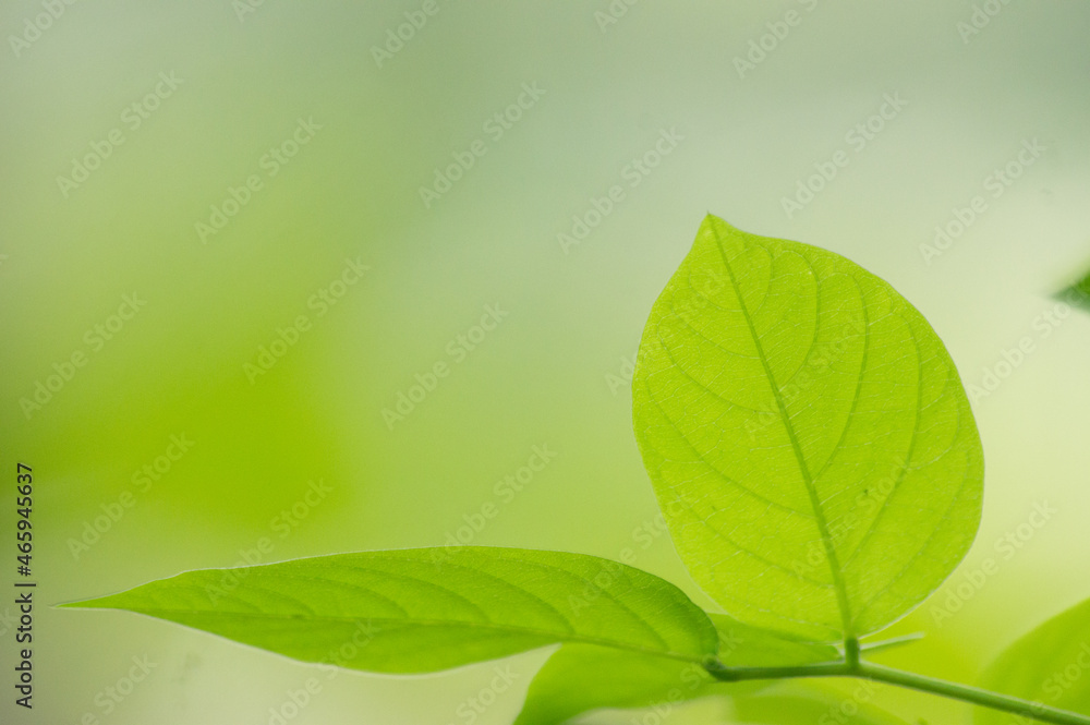 green leaves background green leaves background