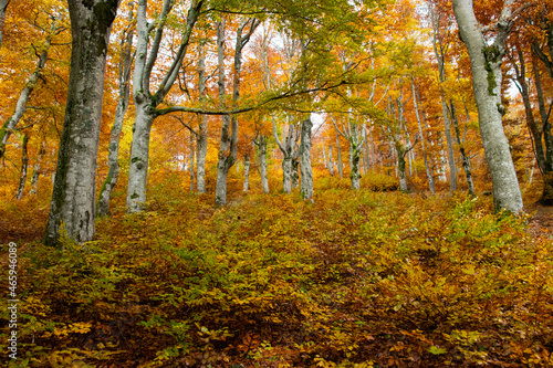 Fotografie, Obraz Autumn in a beech forest