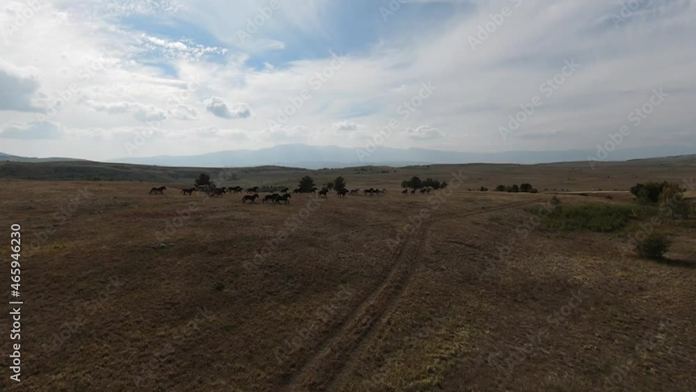 Aerial FPV Drone Flying with a large herd of wild horses galloping fast across steppe Aerial FPV Drone Flying with a large herd of wild horses galloping fast across steppe