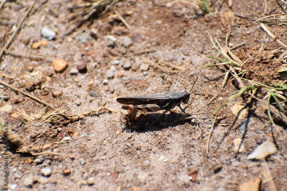 Wildlife in the Kruger National park Wildlife in the Kruger National park