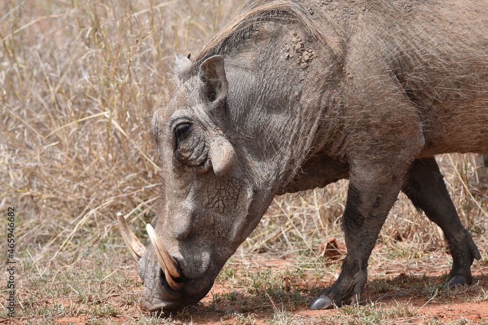 Wildlife in the Kruger National park Wildlife in the Kruger National park