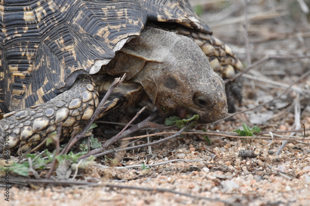Obraz premium Wildlife in the Kruger National park
