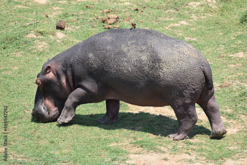 Wildlife in the Kruger National park Wildlife in the Kruger National park