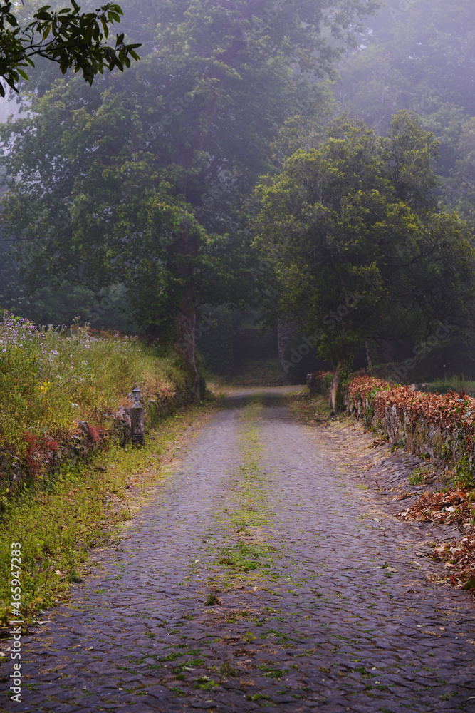 Naklejka premium country road in sintra portugal