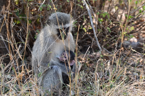 Wildlife in the Kruger National park