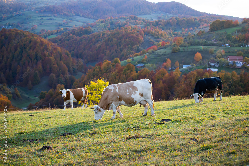 Obraz premium Beautiful autumn landscape in Transylvania