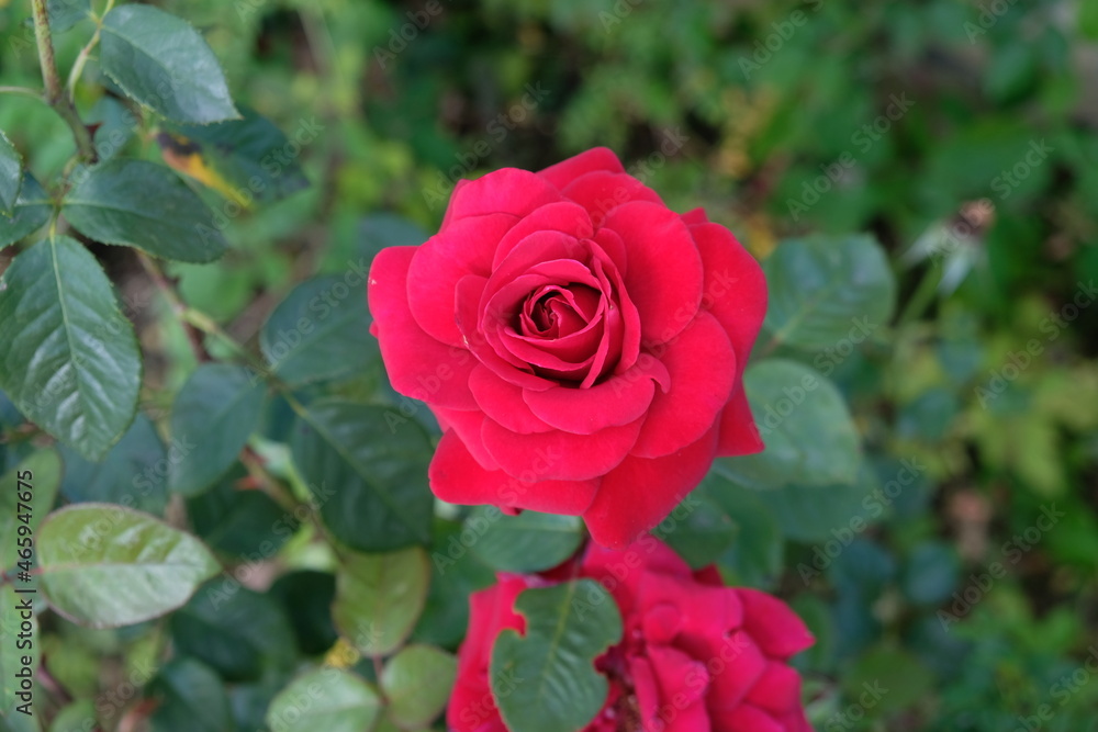 FU 2020-07-28 Erftstadt 90 Rote Blüt einer Rose 