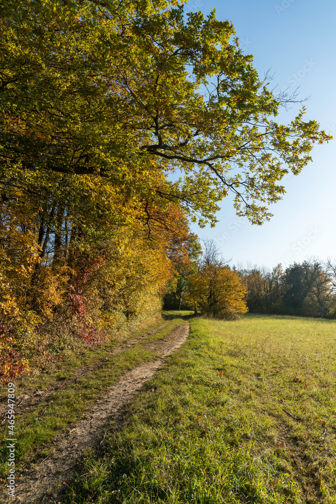 Obraz premium Herbstlicher Waldrand