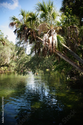 Palm trees over lake