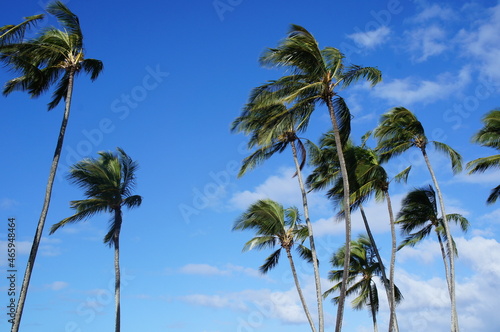 Palm trees moving in wind