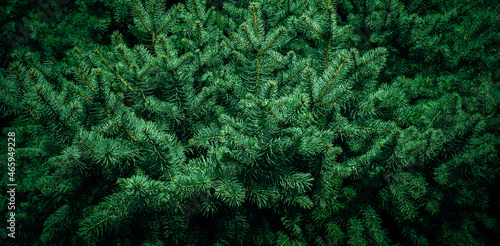 Fototapeta Christmas fir tree branches Background