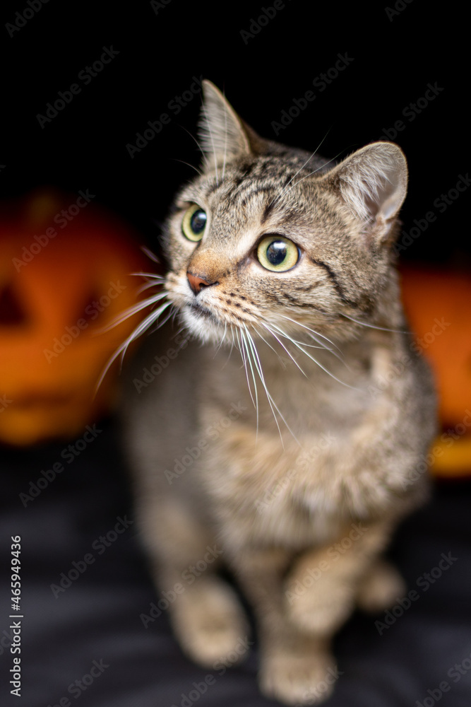Cat on a black background with a Halloween pumpkin head jack o lantern