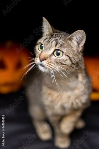 Cat on a black background with a Halloween pumpkin head jack o lantern