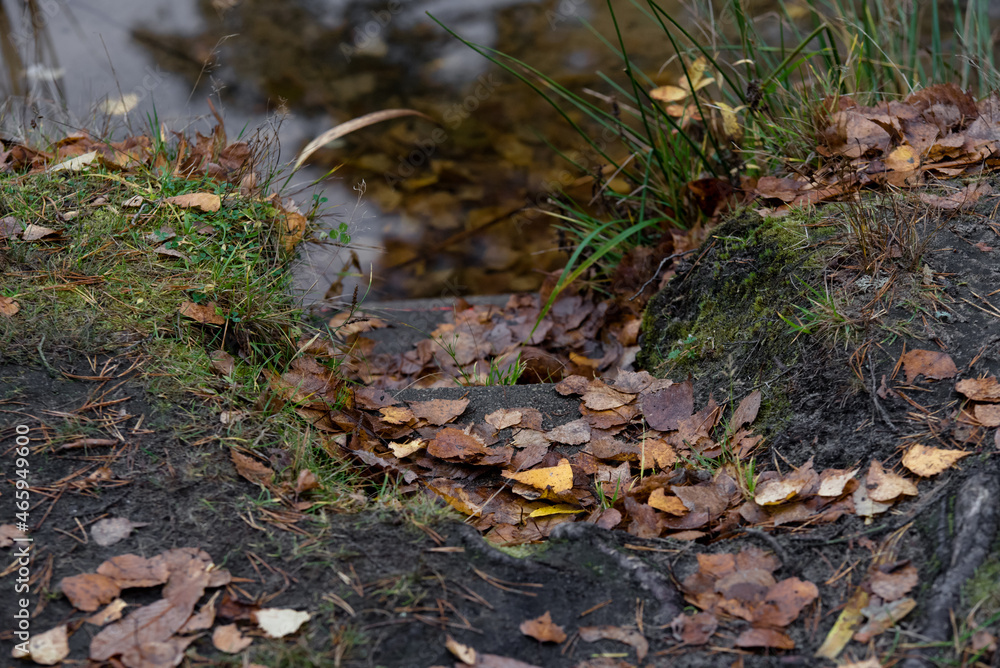 beautiful stairs leading into a forest lake crumbled with yellow-brown leaves in autumn beautiful stairs leading into a forest lake crumbled with yellow-brown leaves in autumn