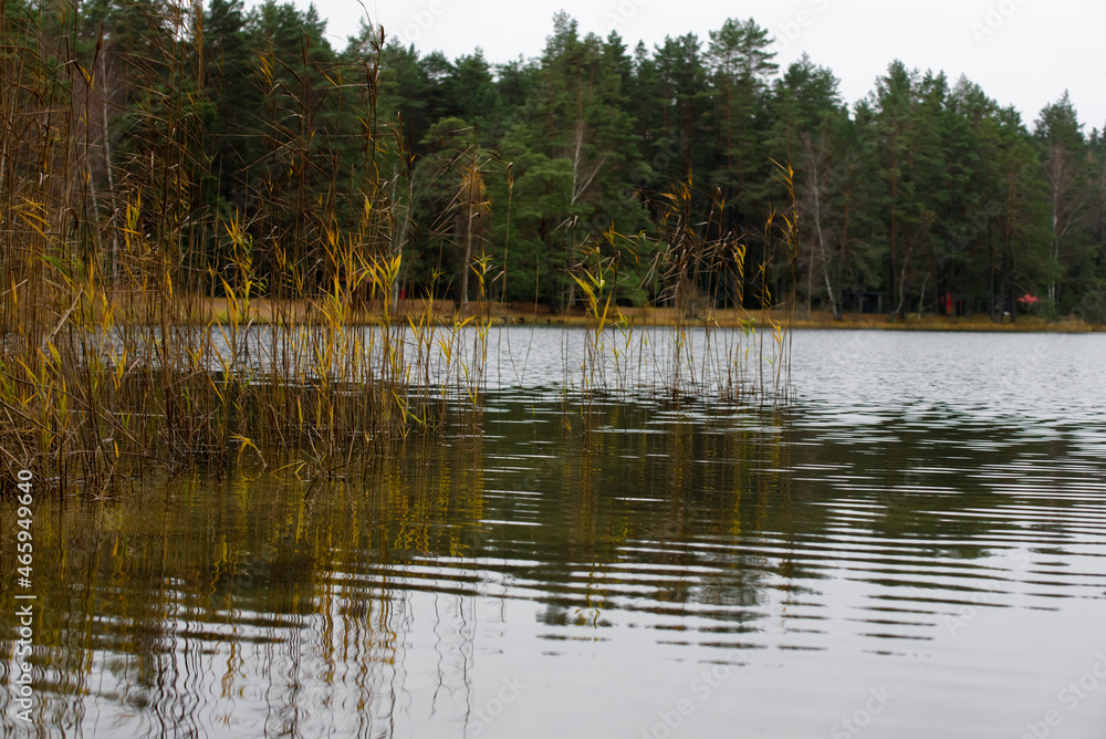 beautiful forest lake with yellow reeds in the windless beautiful forest lake with yellow reeds in the windless