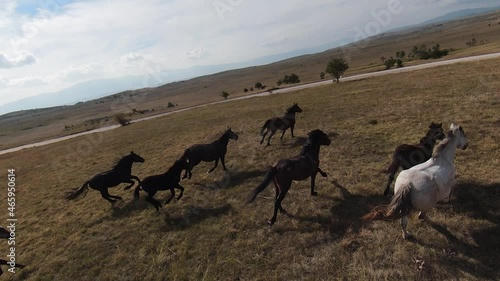 Aerial FPV Drone Flying with a large herd of wild horses galloping fast across steppe