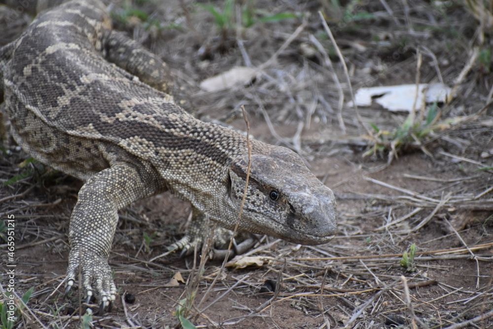 Naklejka premium Kruger National Park