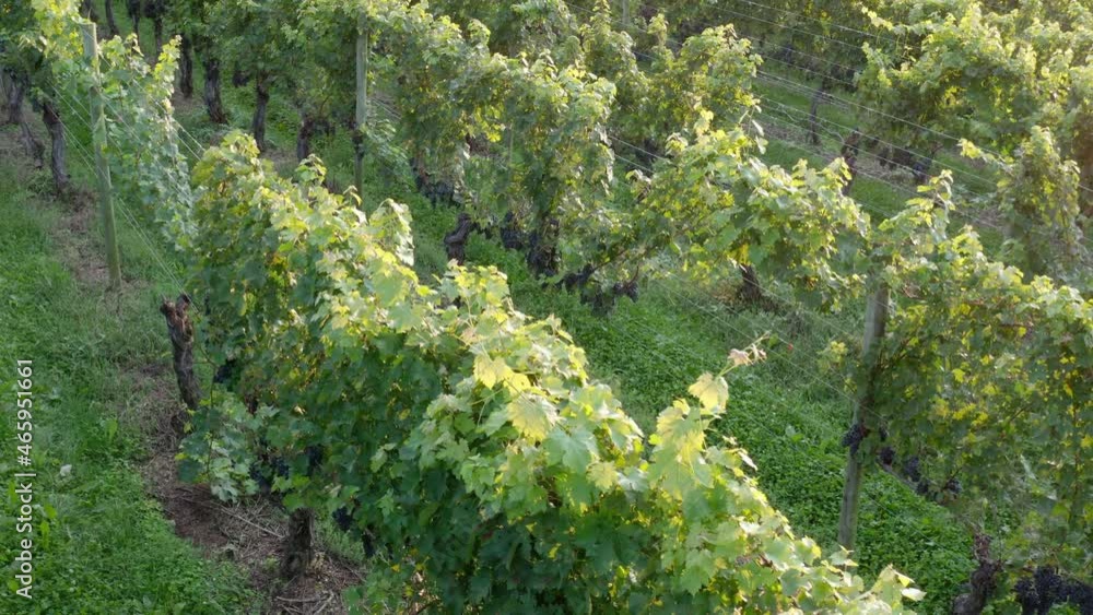 Slow overhead shot of vineyard. Bunches of grapes on vines at magic hour light. Slow overhead shot of vineyard. Bunches of grapes on vines at magic hour light.
