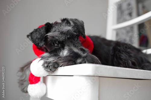 Schnauzer portrait