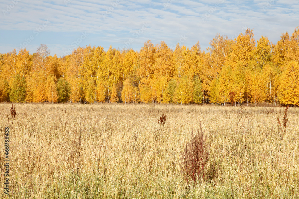 Autumn yellow forest Autumn yellow forest