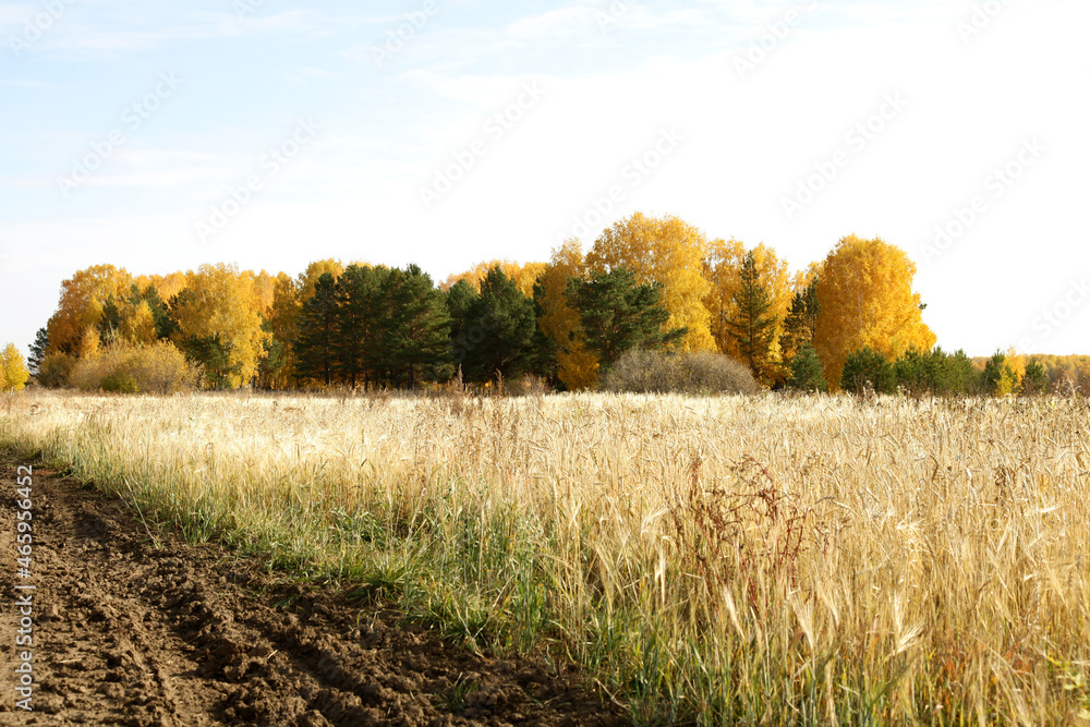 Fototapeta premium Beautiful autumn forest